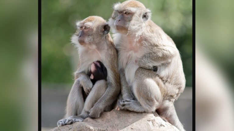 Forty-three monkeys are on the loose in a South Carolina town after escaping from a research lab.