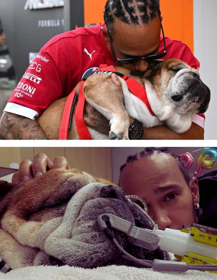 Heartbreak For Lewis Hamilton! Seven-Time F1 Champion Reveals His Pet Dog Roscoe Died Heartbreak For Lewis Hamilton! Seven-Time F1 Champion Reveals His Pet Dog Roscoe Died